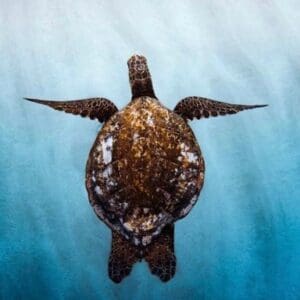 Reef Snorkel Eco Tour