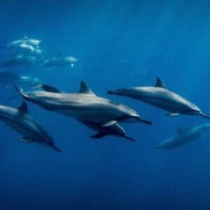 Private Catamaran Cruise