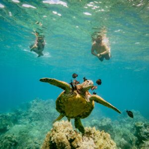 Turtle Town 3-Hour Snorkel and Sail Adventure from Maalaea Harbor