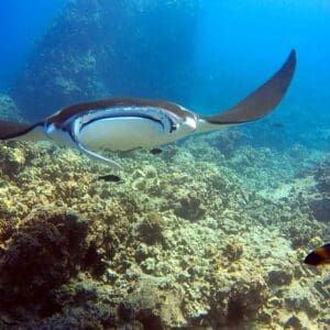 2-Tank Local Morning Dive Charter