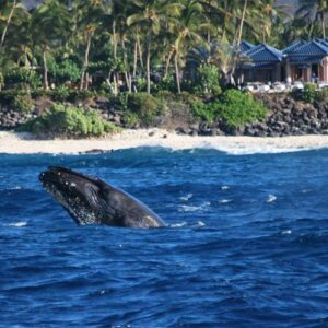 Wake up with the Whales Departs Kawaihae Harbor