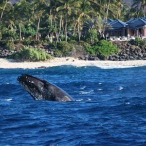 Wake up with the Whales Departs Kawaihae Harbor