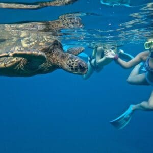 SUP Turtle Town" Snorkel"