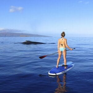 Paddleboard - Private “Whale” of a Whale Watch