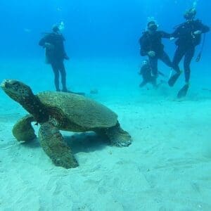 Scuba Dive - 1 Tank Reef Dive