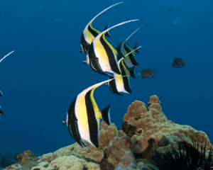 Reef Snorkel Adventure Express