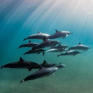 Kauai Z Tours WAITLIST: All SOUTH SIDE Tours