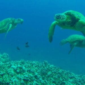 West Maui Half Day Snorkel Adventure