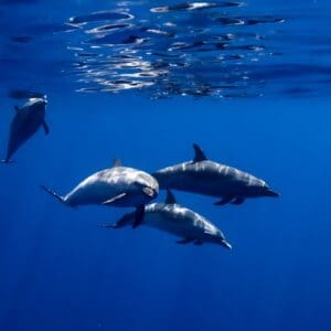 Dolphin SWIM & Reef Snorkel with Ocean Activities