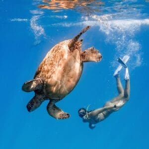 Turtle Canyon Snorkel (Semi-Private Boat Tour)