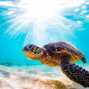 South Maui SUP & Snorkel Adventure