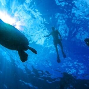 Turtle Canyons Snorkel Excursion