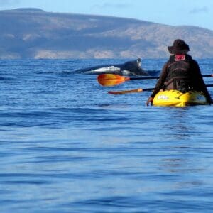Kayak - Private Whale" of a Whale Watch"