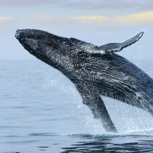 Kauai’s Ultimate SOUTH SIDE Whale & Dolphin Zodiac Boat Adventure
