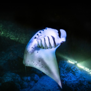 Honokohau Manta Ray Night Snorkel