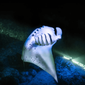 Honokohau Manta Ray Night Snorkel