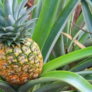 13H - Oahu Grand Circle Island Tour + Dole Plantation + Macadamia Farms Departing Kona Hawaii