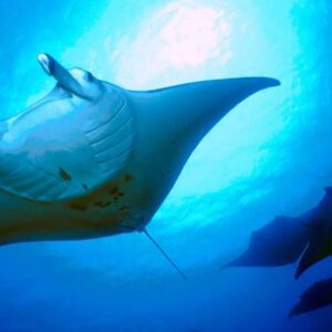 COMBO: Sunset and Manta Ray Snorkel