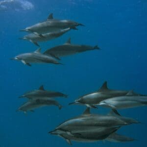 Beginner/Refresher Dive - Electric Beach