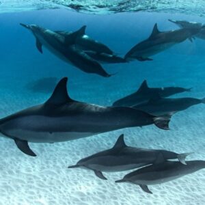 Private South Shore Oahu Charter Cruise