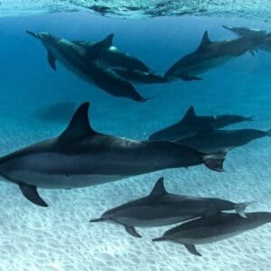 Private South Shore Oahu Charter Cruise