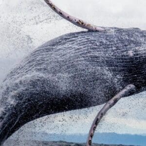 Eight Hour Public Whale Watch Cruise