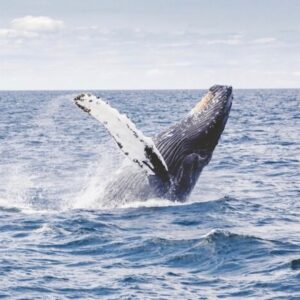 Whale Watch Sailing Tour