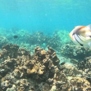 4 Hour Kealakekua Snorkel