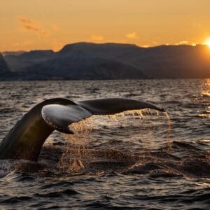Sunset Whale Watching Party Cruise