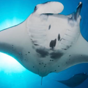 Sunset, Mantas, and Stargazing Private Charter