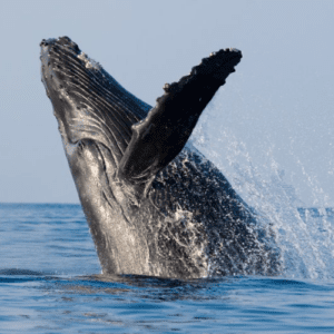 Whale Watching Cruise