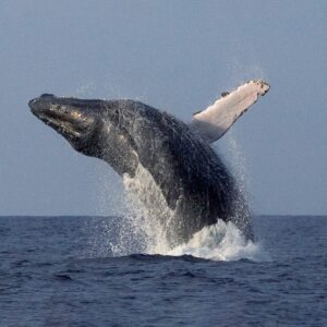 Super-Raft Whale Watch