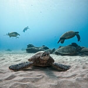 Turtle and Ocean Wildlife Snorkeling adventure