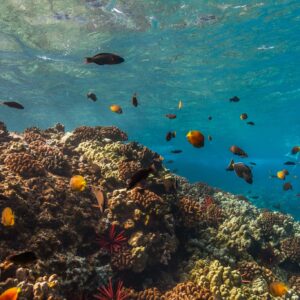 Captain's Call Afternoon Snorkel