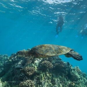Dolphin Viewing and Turtle Snorkel