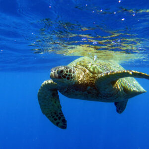 Turtle Canyon Adventure