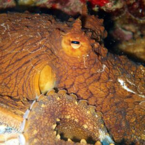 Pelagic Bioluminescent Night Dive - Certified Only