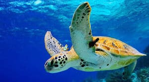 AFTERNOON SAILING & SNORKELING TOUR