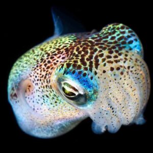 Black Water Night Dive