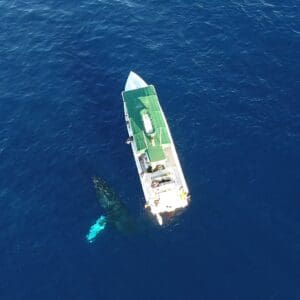 Humpback Whale Watch 2 Hours