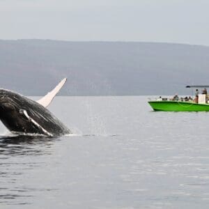 1.5 Hour Small Group Whale Watch MONOHULL