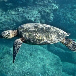 Turtle Snorkel Catamaran Tour
