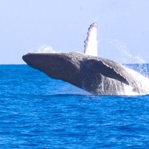 Kauai's Ultimate WEST SIDE Whale & Dolphin Zodiac Boat Adventure