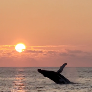 Venture Ko Olina Whales + Sunset