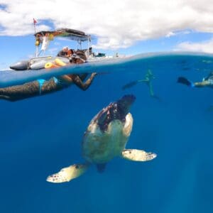 Semi-Private 2.5HR Maui Turtle Snorkel- MONOHULL VESSEL