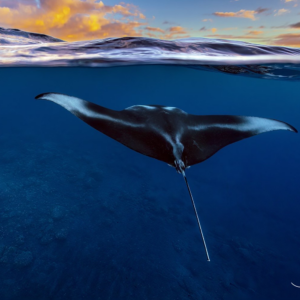 Sunset Cruise + Manta Ray Watch
