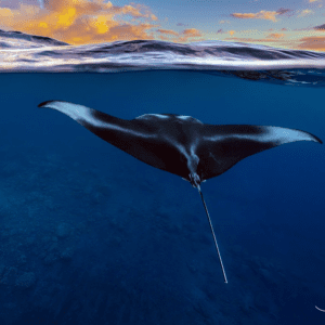 Sunset Cruise + Manta Ray Watch