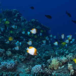 SCUBA: Lana’i Adventure