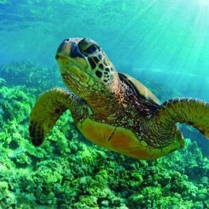 Grand Circle Island - Snorkeling