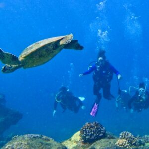 West Side Small Group Guided Shore Dive